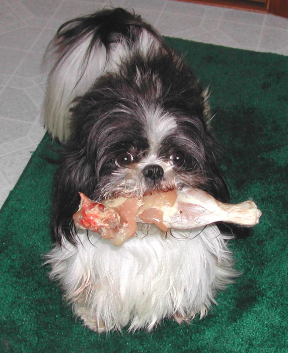 20 to 30 POUND DOGS 20 to 30 POUND DOGS