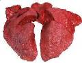 Beef Lung (pet food only) -- 5 lb. Beef Lung (pet food only) -- 5 lb.