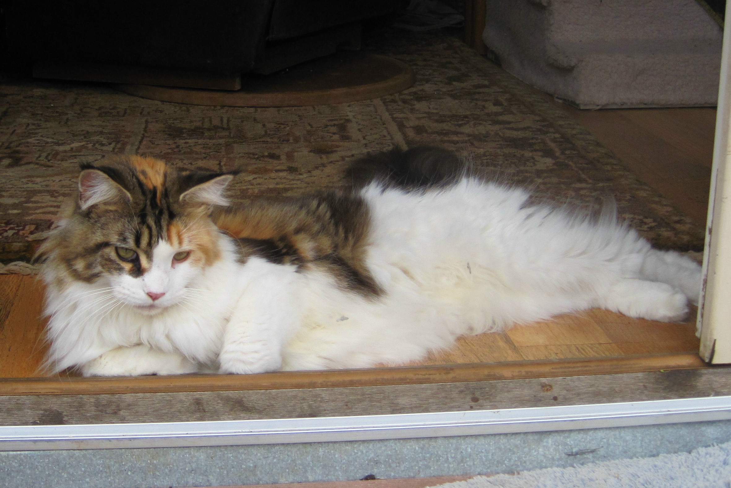 5 to 10 POUND DOGS AND CATS 5 to 10 POUND DOGS AND CATS